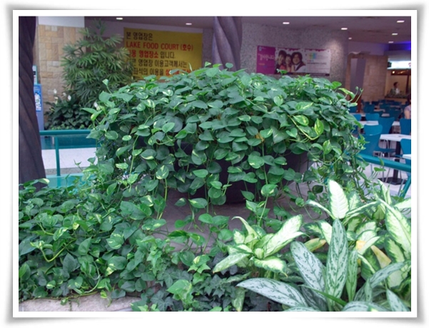 누구나 기르기 쉬운 공기정화 식물 "스킨답서스 키우기"