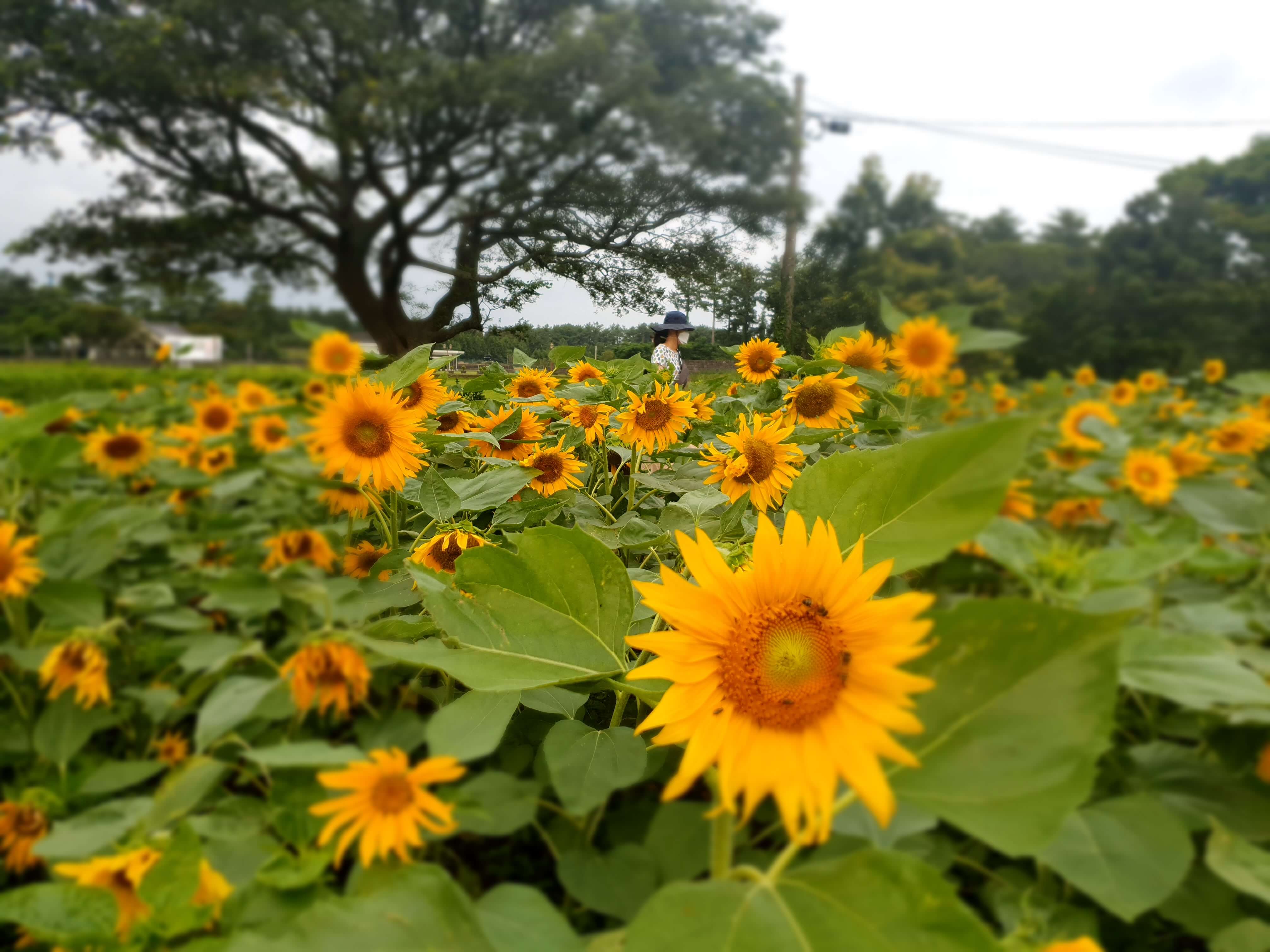 제주 항파두리 항몽유적지 양귀비 꽃밭 나홀로나무