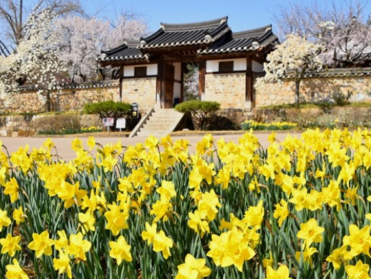 전국수선화명소