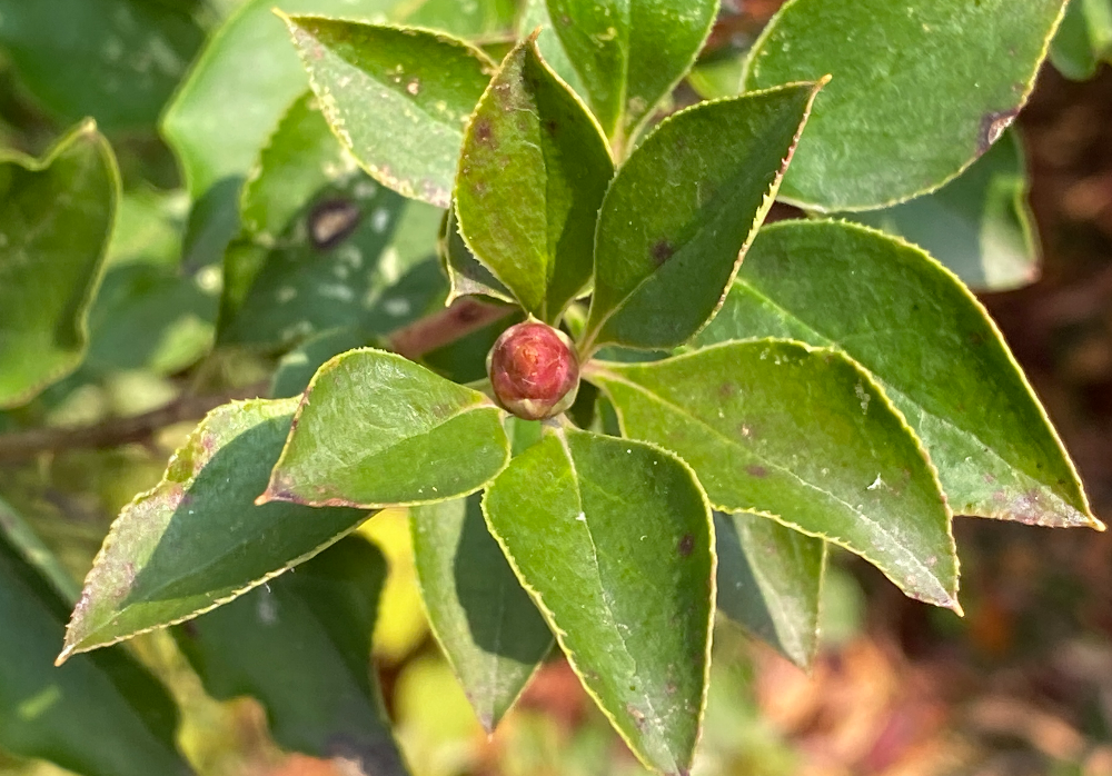 등대꽃나무 잎1