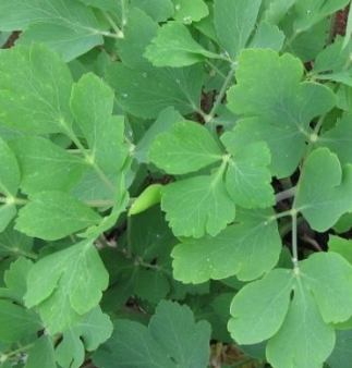 방풍나물 효능 부작용 요리 고르는법 칼로리