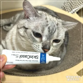 병풀 상처연고 상처 치유 피부 재생 효능과 사용법_2