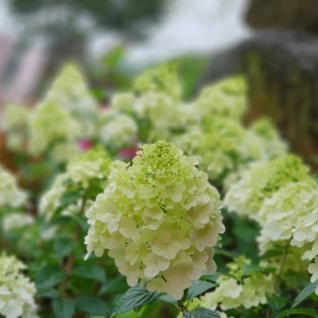 마노르블랑 수국