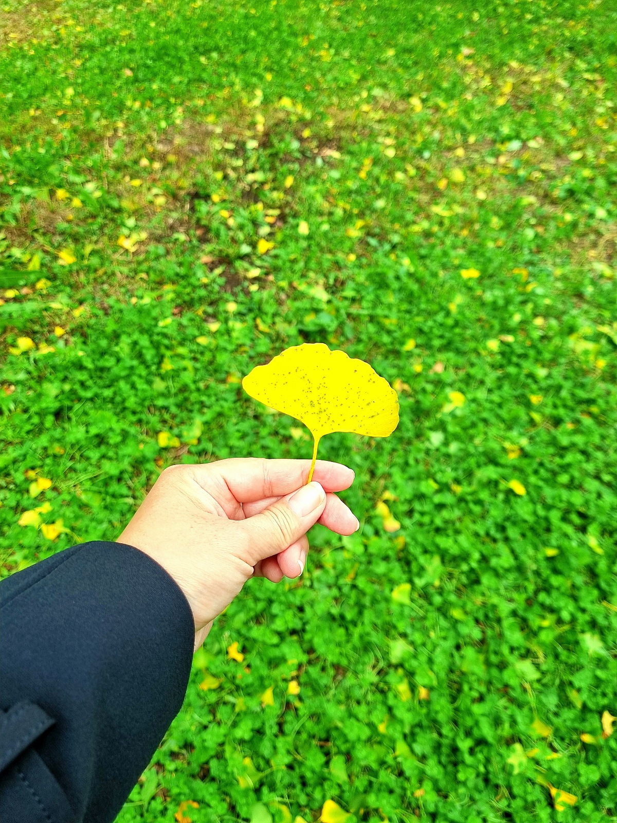 강원도 홍천 은행나무숲 방문 후기(10.23.): 단풍 확인 팁, 먹거리, 숙박
