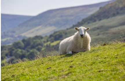 2026 양띠 신년운세 총정리 , 무료운세 사이트