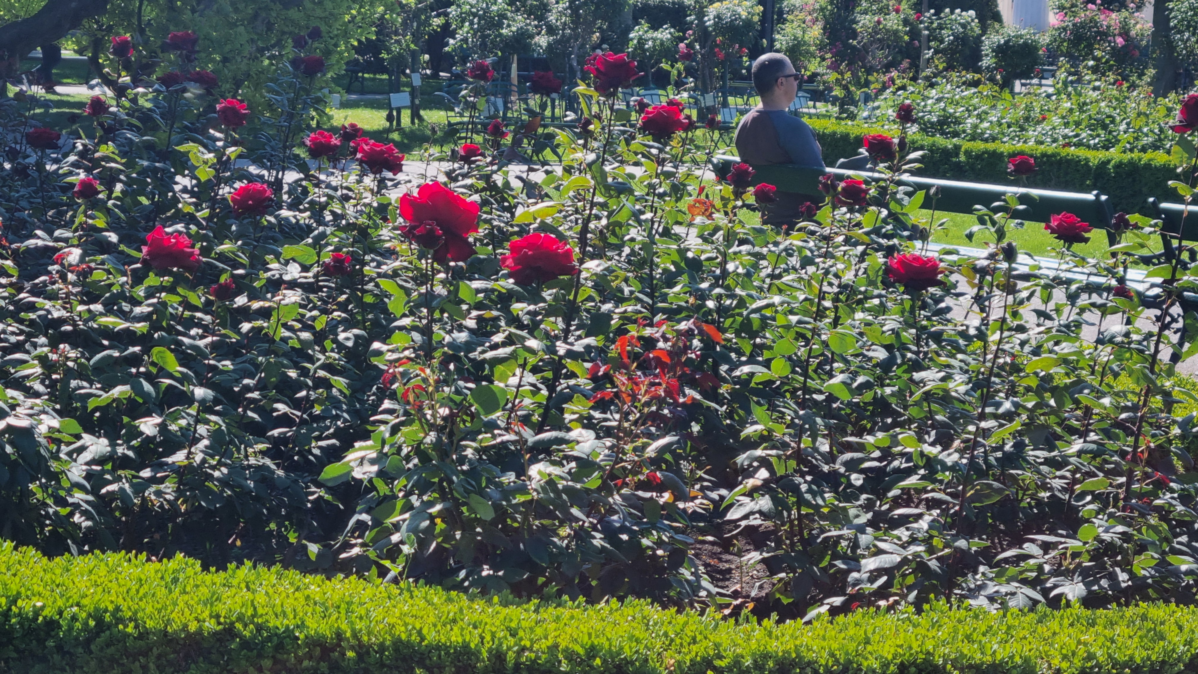 폴크스가르텐(Volksgarten)