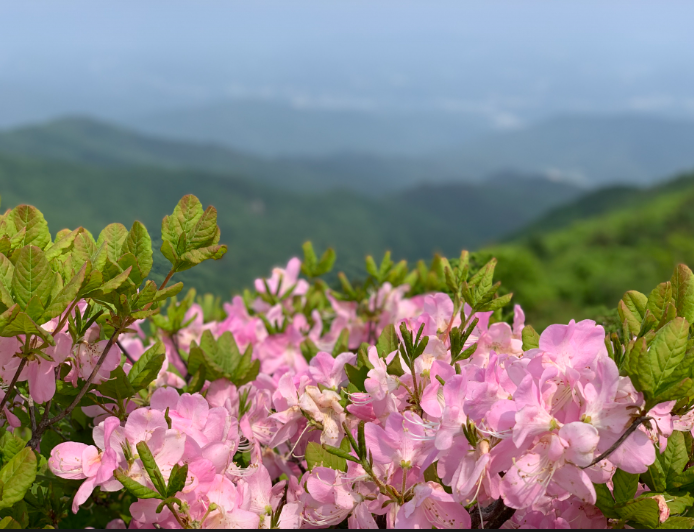 [5월 봄꽃 축제]2025 영주 소백산 철쭉제❘기본 정보, 프로그램, 개화상황 정리