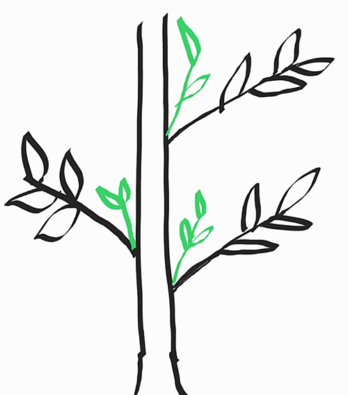 방울토마토 곁순제거 방법