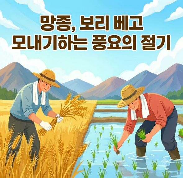 망종, 보리 베고 모내기하는 풍요의 절기: 의미와 풍습, 제철 음식 총정리