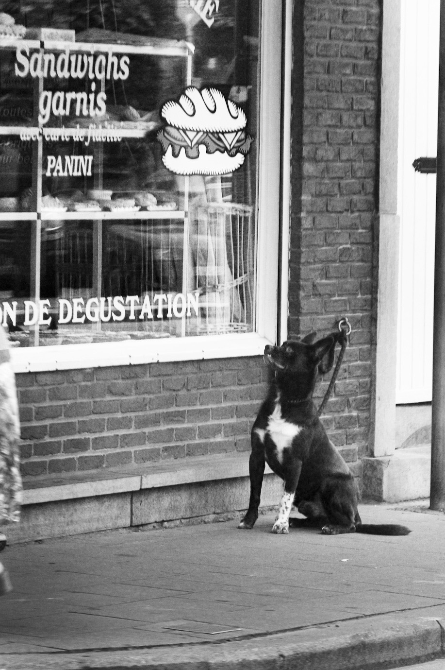 질투하는 강아지 사진