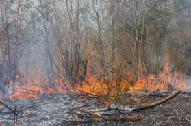 LA 산불 원인 산불지역 지도 위치 진화현황 산불 피해액