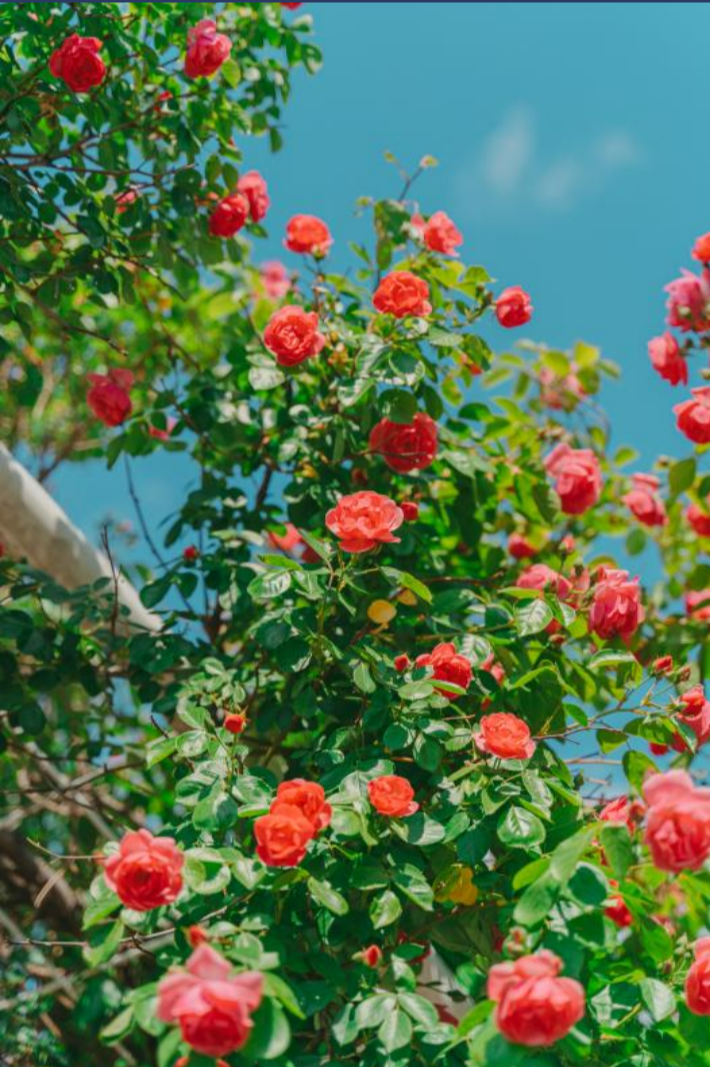 중랑 서울장미축제6