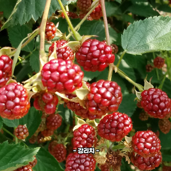 복분자 재배방법