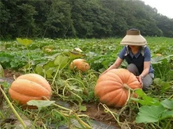 호박 재배 덩굴 유인 암꽃 관리 거름 주기_30