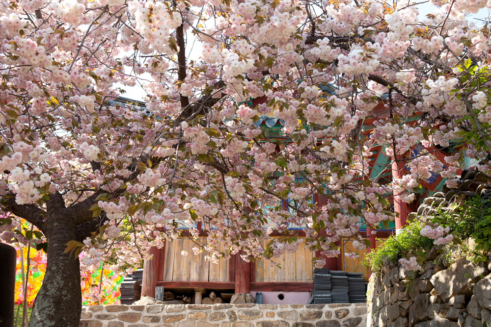 벚꽃 개화시기 2023