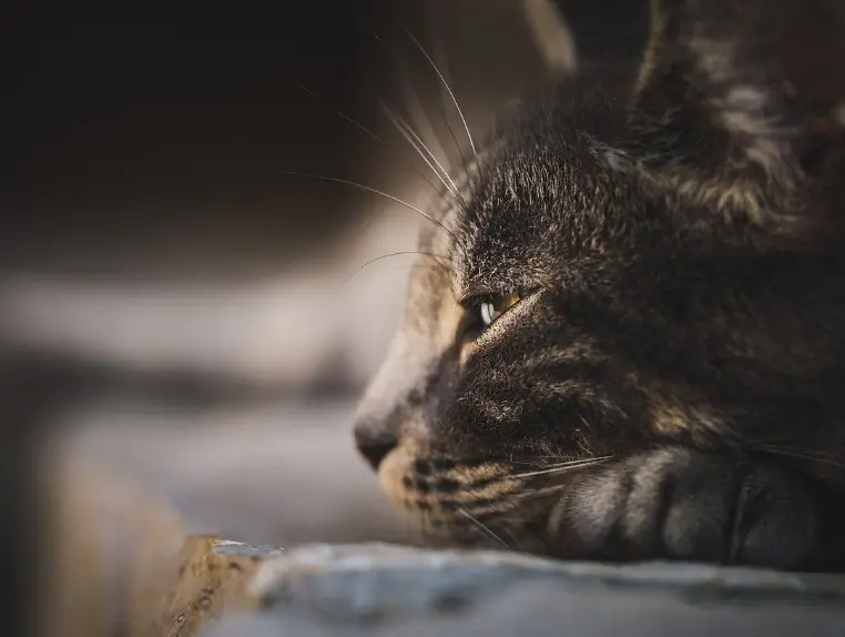 펫샵 전문견사 입양 비용