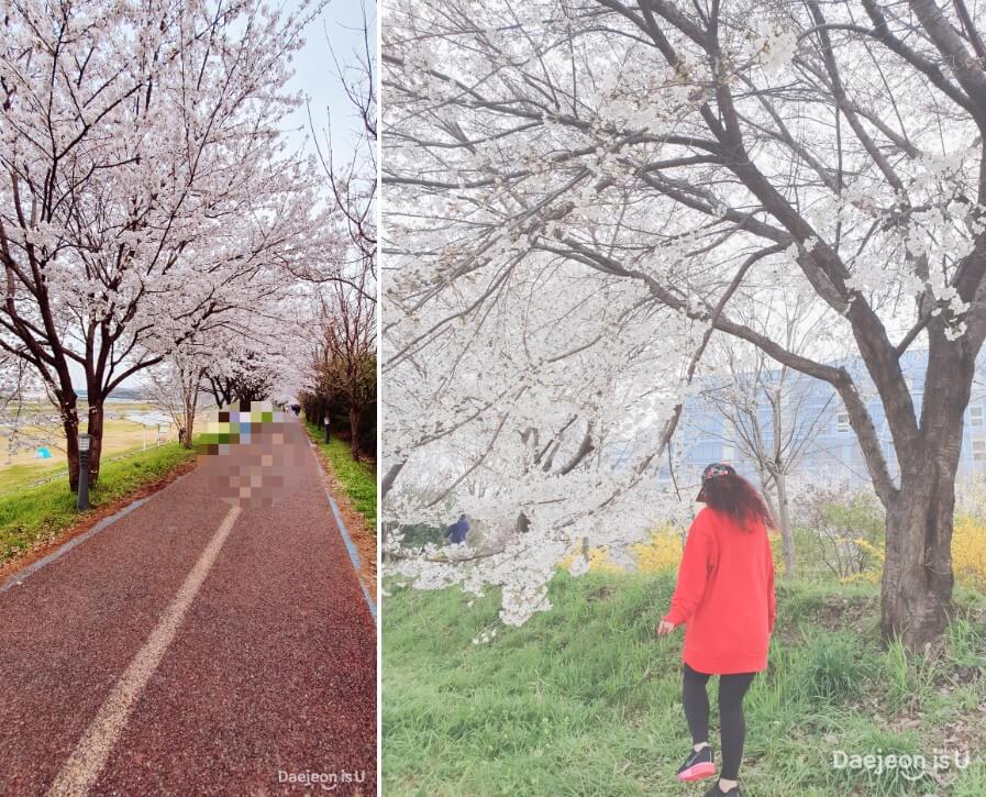 봉산동 신구교-용신교벚꽃길