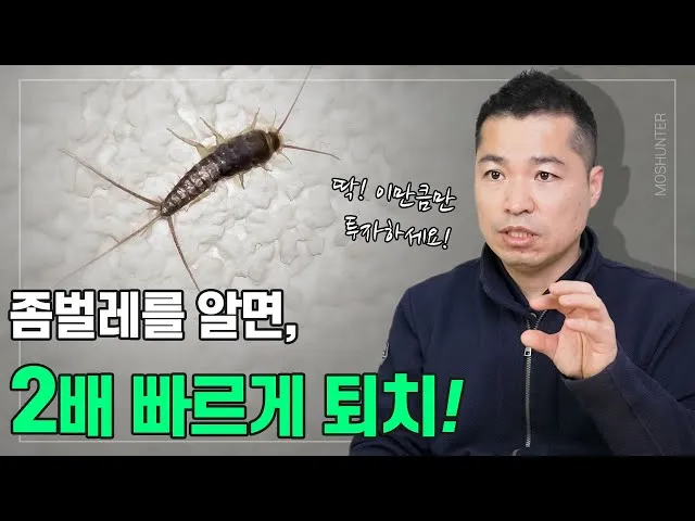 좀벌레 생기는 원인과 퇴치법 하얀벌레 제거 방법_1