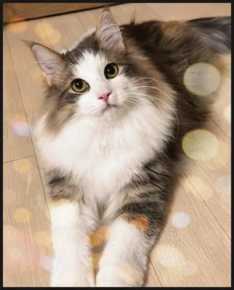 노르웨이숲 고양이 유전병 분양 털빠짐_8