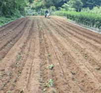 김장 배추 모종 심는 시기
