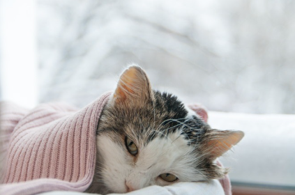 누워있는 고양이.