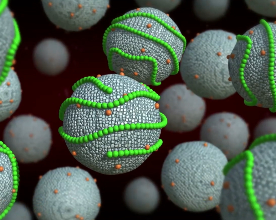 중성지방 정상수치