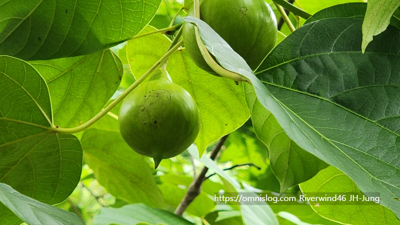 유동(油桐)나무 Vernicia fordii