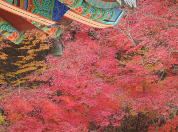 2025 속리산 단풍 절정시기 &amp; 등산지도 ❘ 추천 등산코스 최신 업데이트