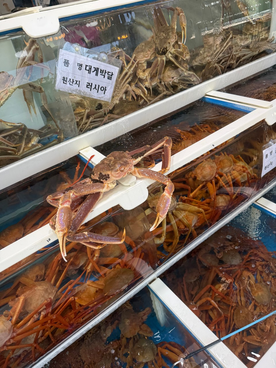 울진 후포항 맛집