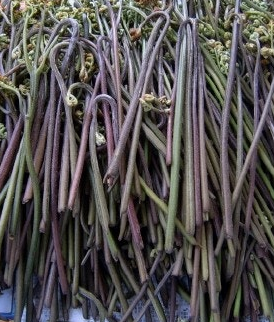 고사리 효능과 부작용 고르는법 칼로리