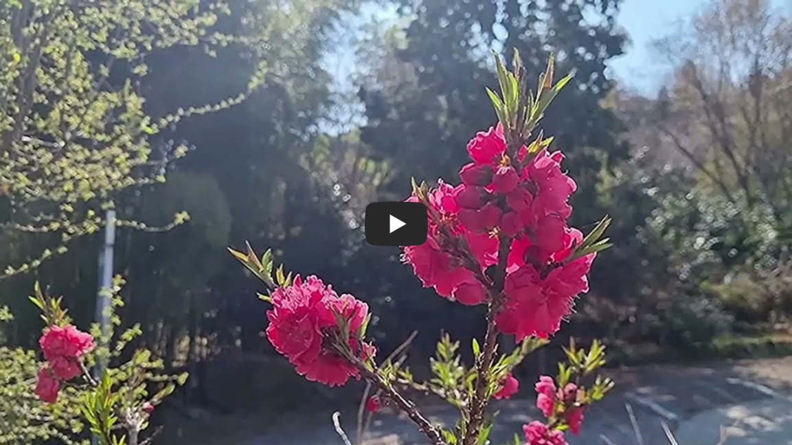 만첩홍도 붉은겹복숭아 꽃복숭아 꽃말