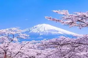벚꽃
