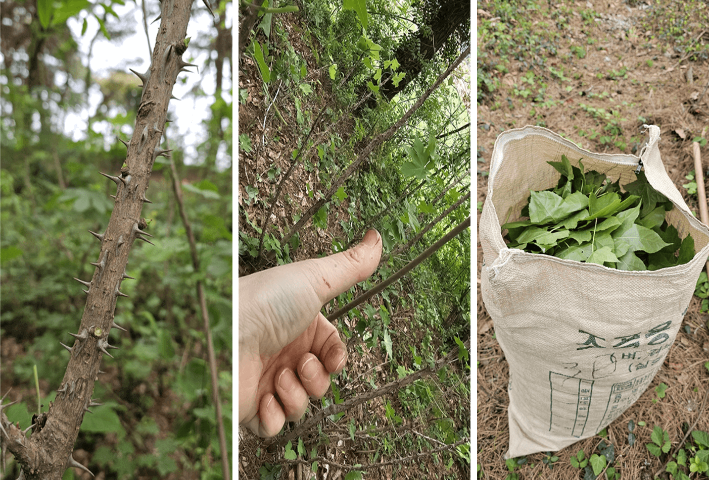 엄나무 새순 따기