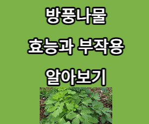 방풍나물 효능과 부작용