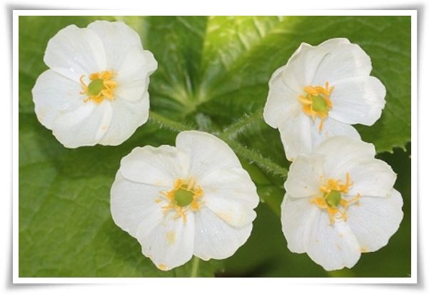 "산하엽" 비에 젖으면 투명해지는 숲 속의 보석 신기한 마법의 꽃!