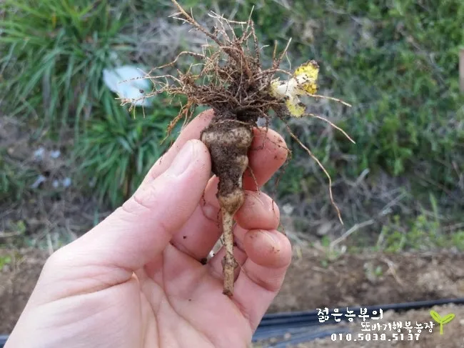 초석잠 재배 씨눈 맞추기 보온 피복 수확 정리_1