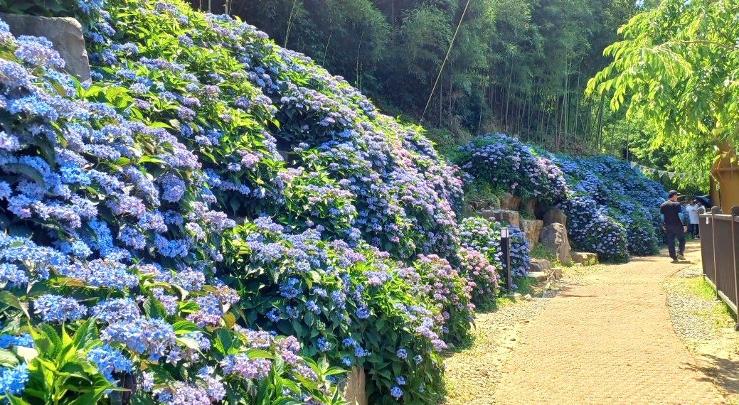 월아산 숲속의진주 수국3