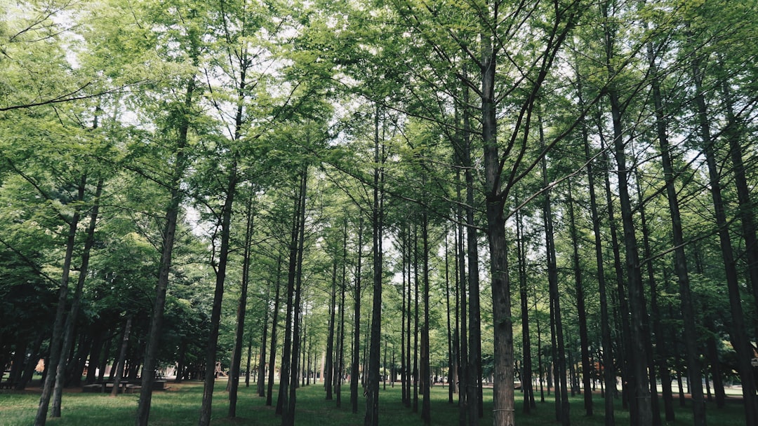 Nami Island