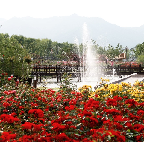 곡성 기차마을 장미축제