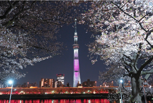 도쿄 벚꽃 명소