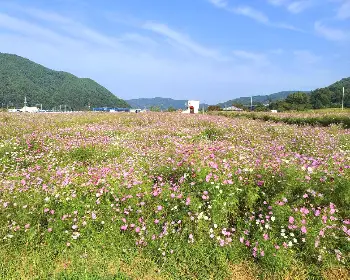 하동 북천 코스모스 메밀꽃 축제_13