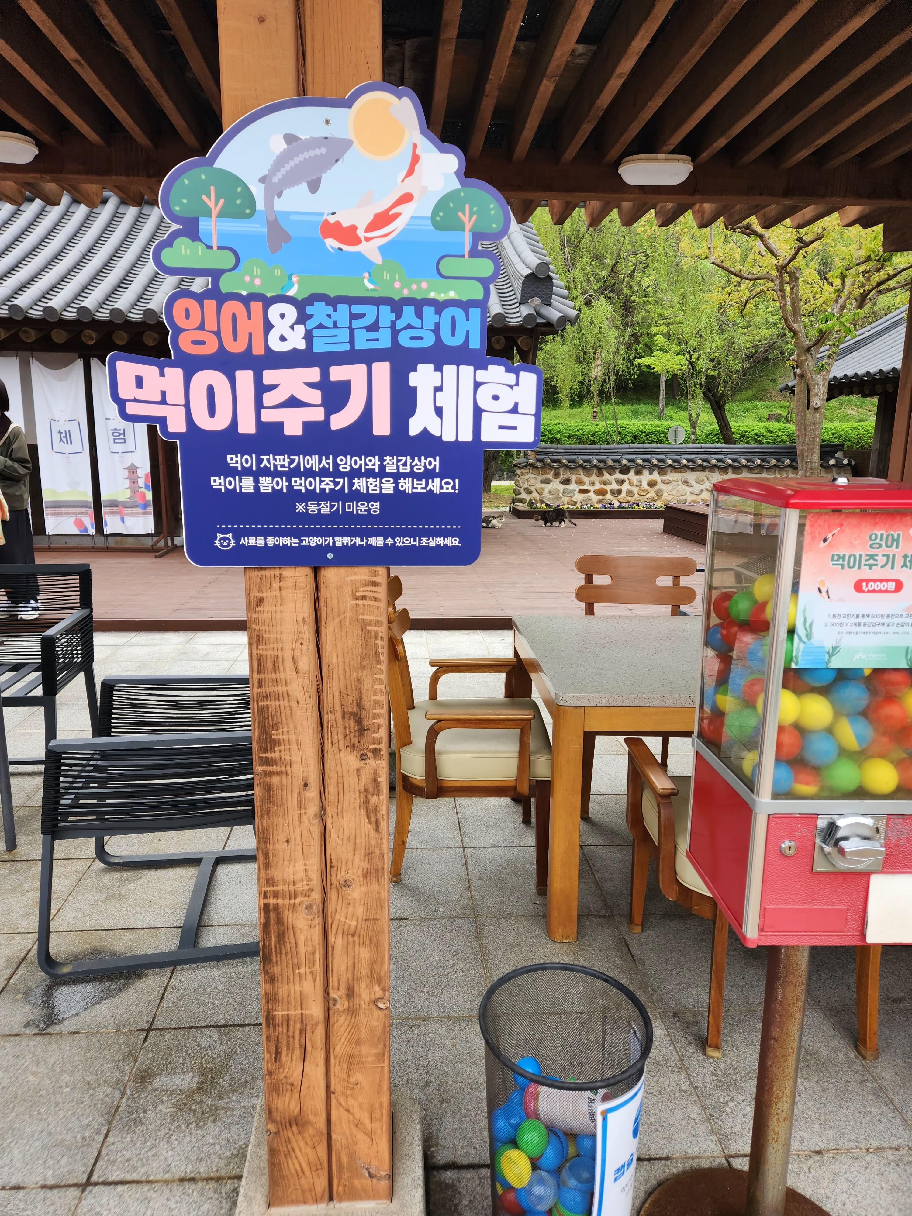 잉어먹이주기체험