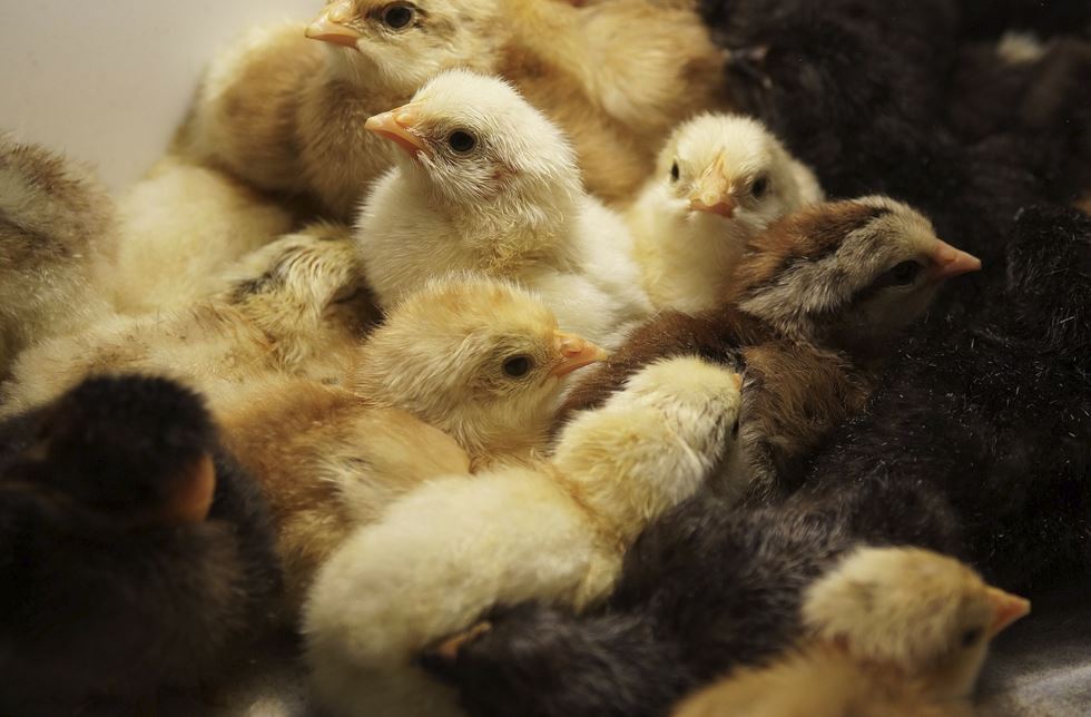 2026년 띠별 연애운 총정리