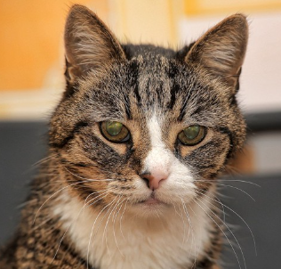 두 눈에 녹내장이 있는 고양이.