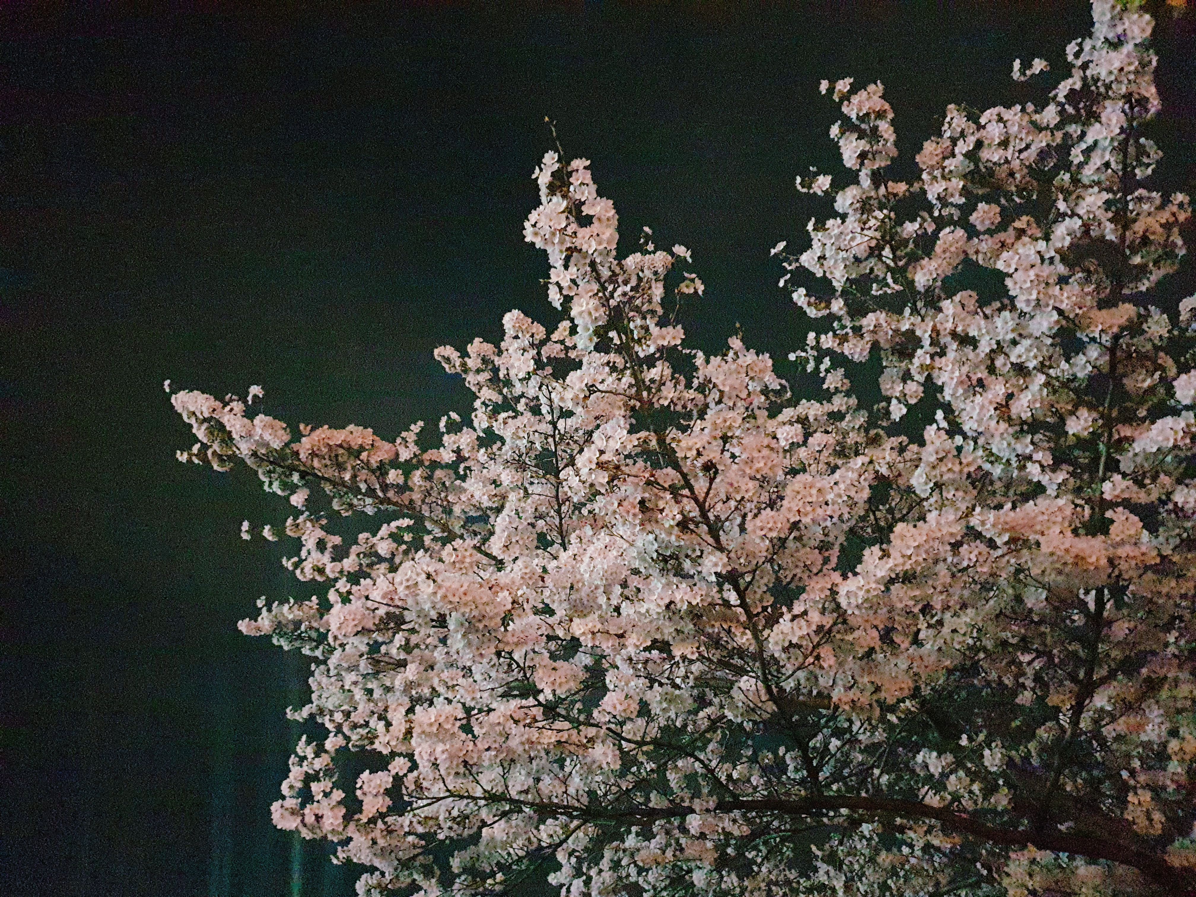 제주공항 가까운 벚꽃명소