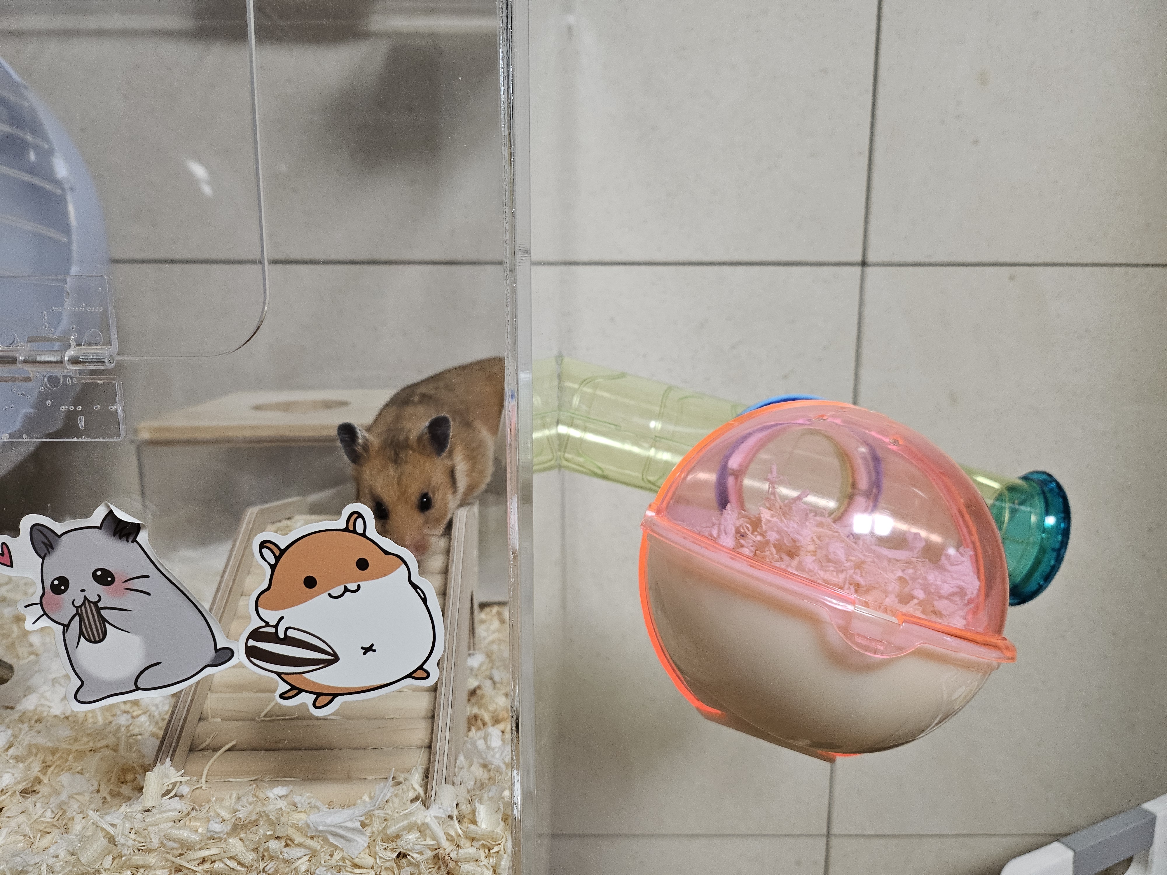 내가 키우는 골든햄스터 정형행동 해결방법 (터널만들기)