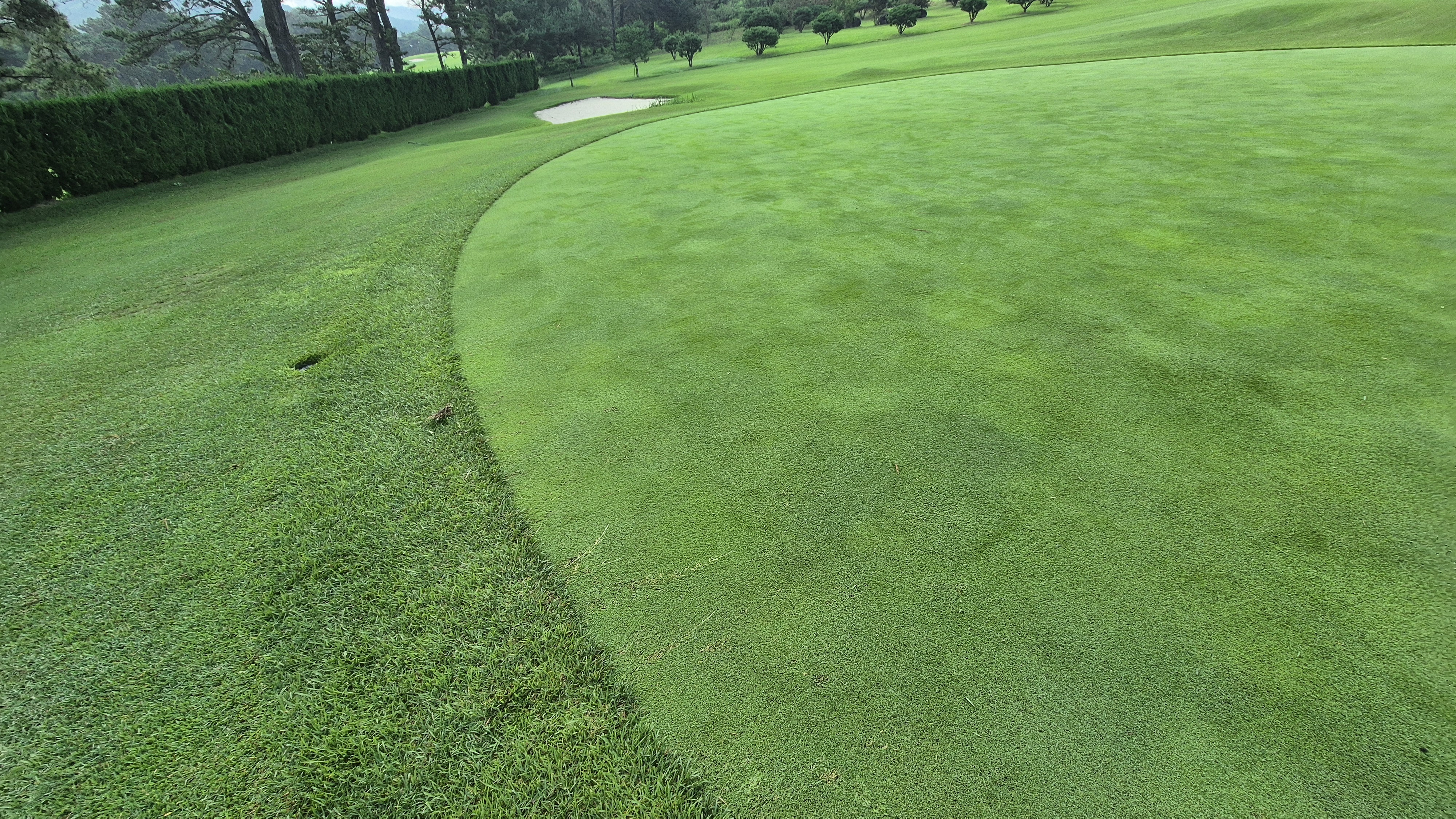 도고cc 그린 관리상태