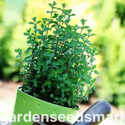 오레가노 재배 삽목 번식 통풍 관리 잎 수확_5