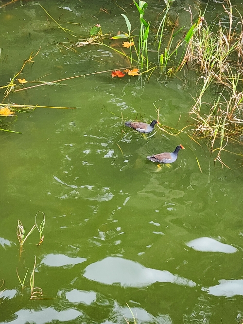 Maillard ducks swimming at the side of lake