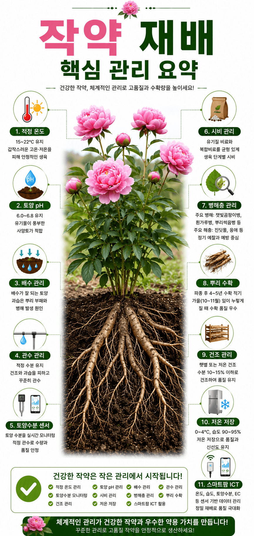 작약 재배 인포그래픽